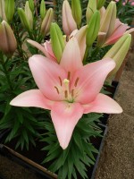 [4074 Lexington VH No102.JPG]